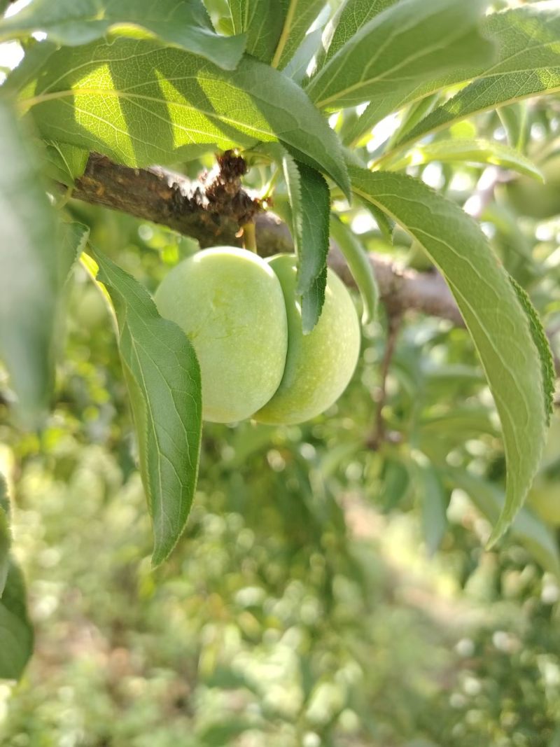 六马蜂糖李
