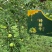 六马蜂糖李