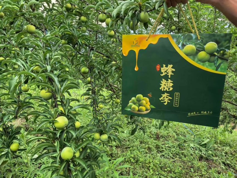 六马蜂糖李