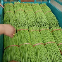 山东临沂沂南豆角架豆王豇豆产地直供专业代收