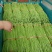 山东临沂沂南豆角架豆王豇豆产地直供专业代收