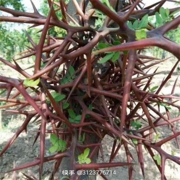 皂角刺具有较高的草药作用有需要请联系与下单