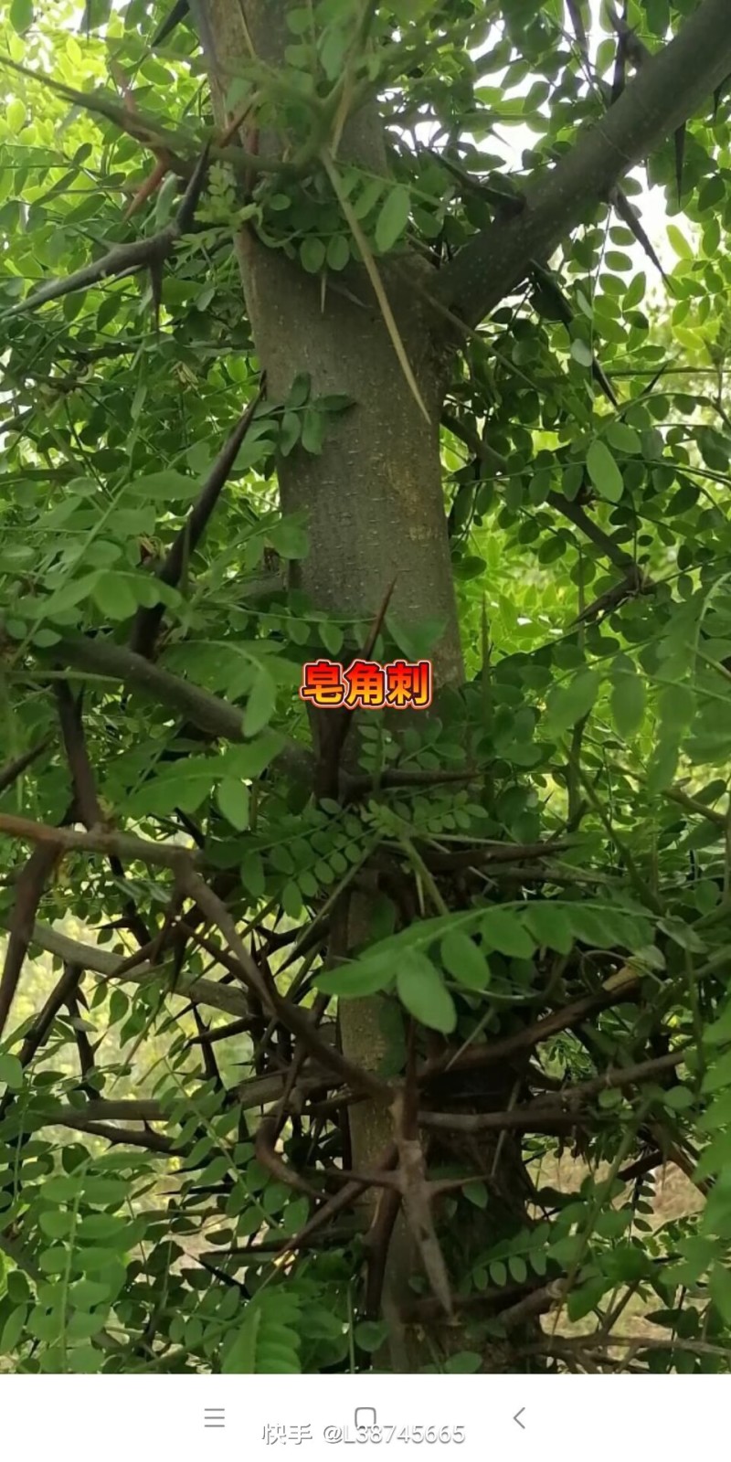皂角刺具有较高的草药作用有需要请联系与下单