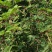 皂角刺具有较高的草药作用有需要请联系与下单