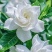 四川犍为栀子花鲜切花