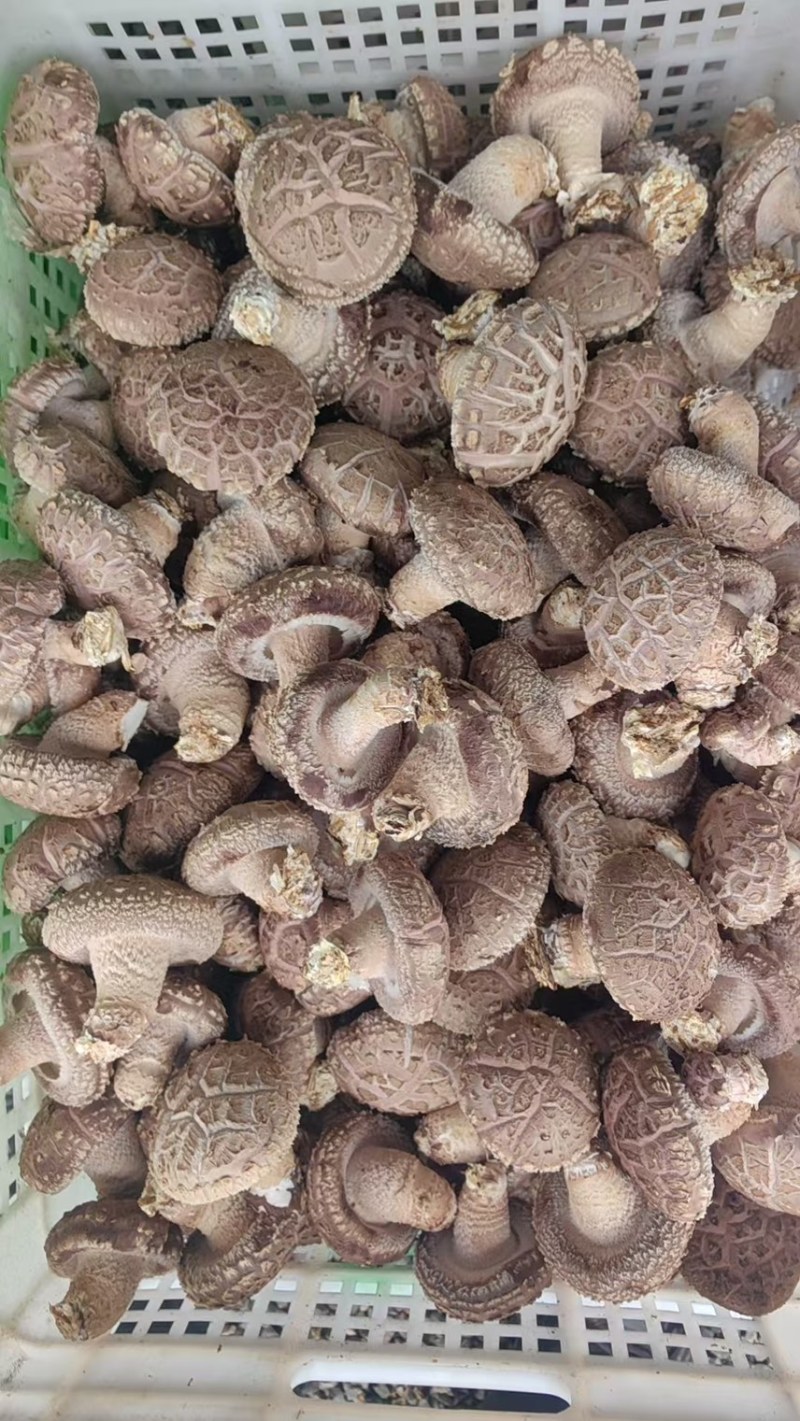 平泉鲜香菇香菇自家种植产地直发