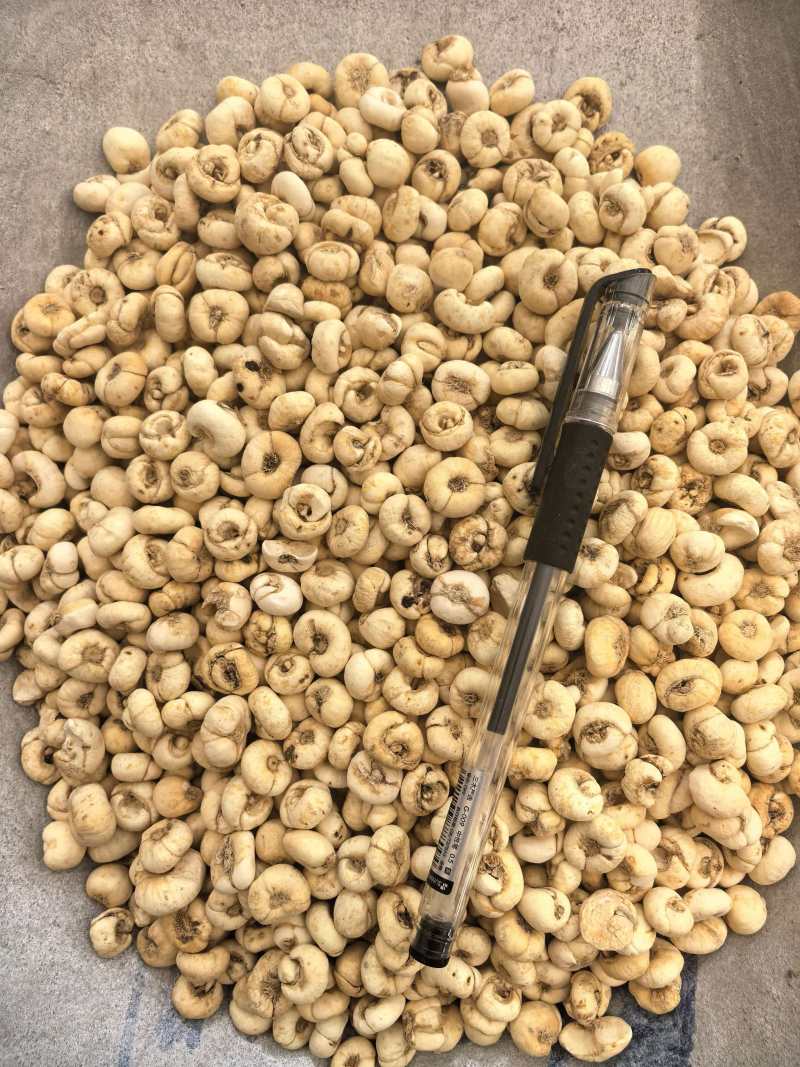贝母平贝母统货无硫颜色好规格齐全品质保证价格优惠