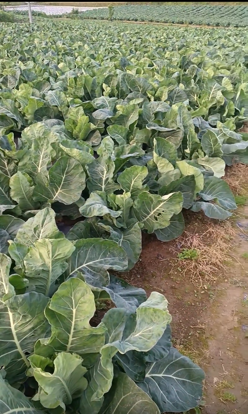 花菜