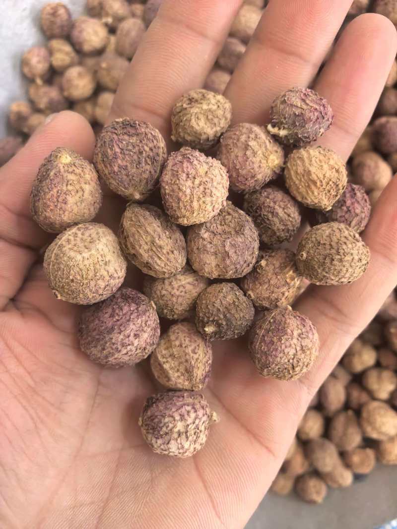 砂仁手选货正品阳春砂只卖好货品质保证价格实惠