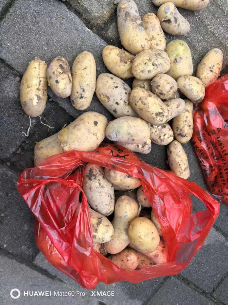 黄心土豆产地直供整车走货现挖现发香甜软糯诚信经营欢迎联系