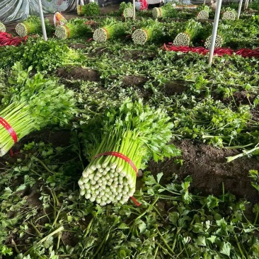芹菜种植基地