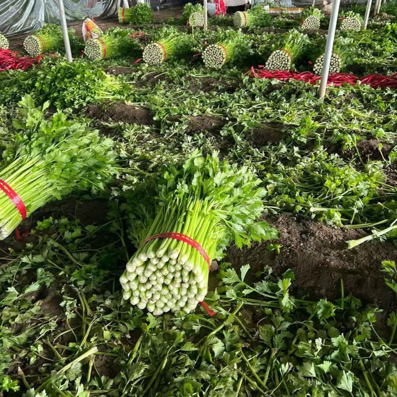 芹菜种植基地
