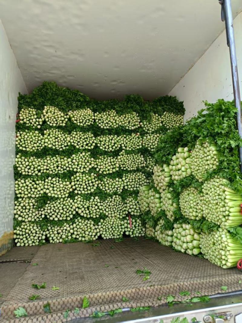 芹菜种植基地