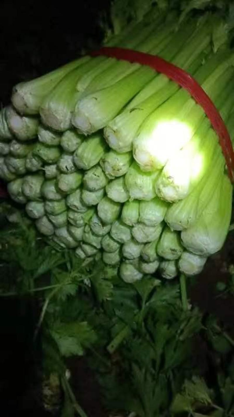 芹菜种植基地