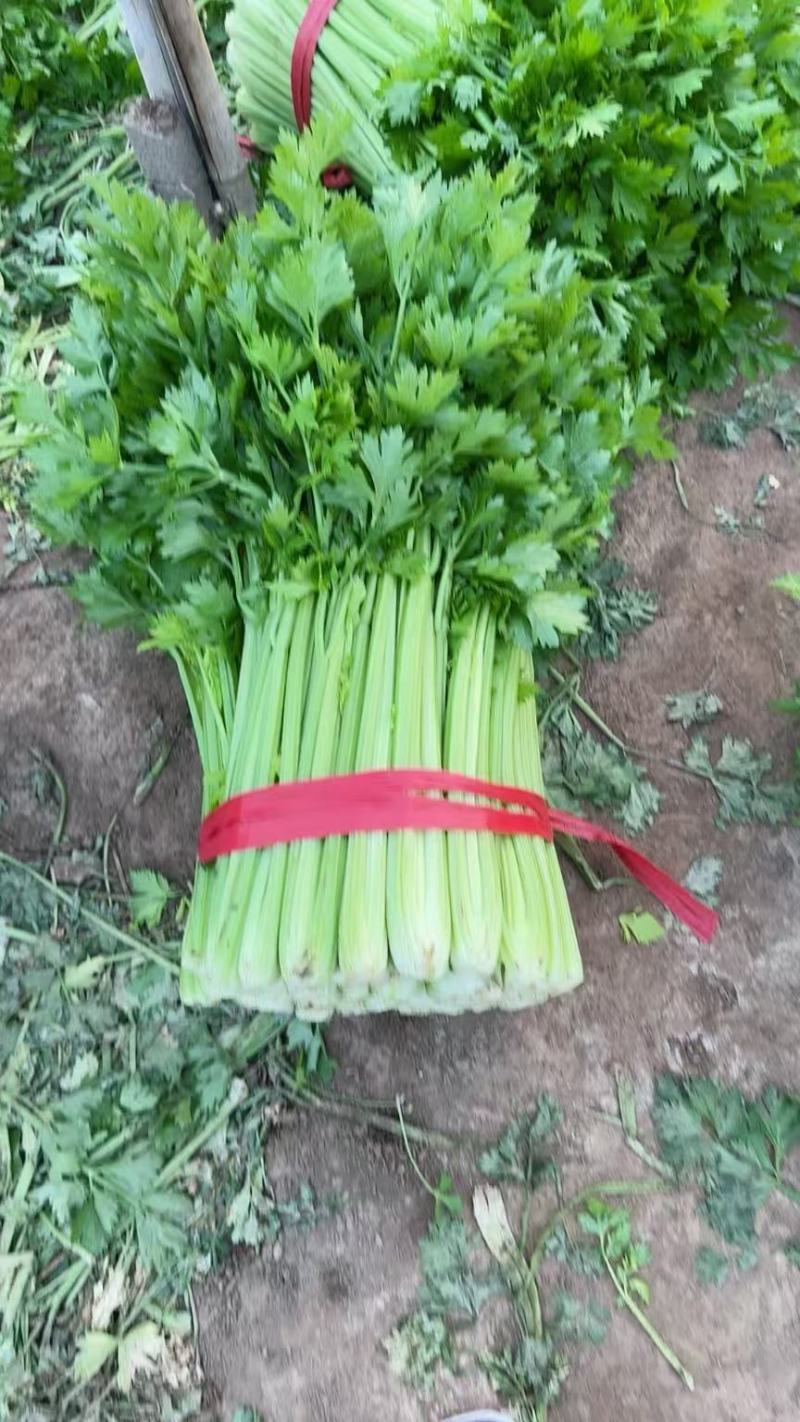 芹菜种植基地