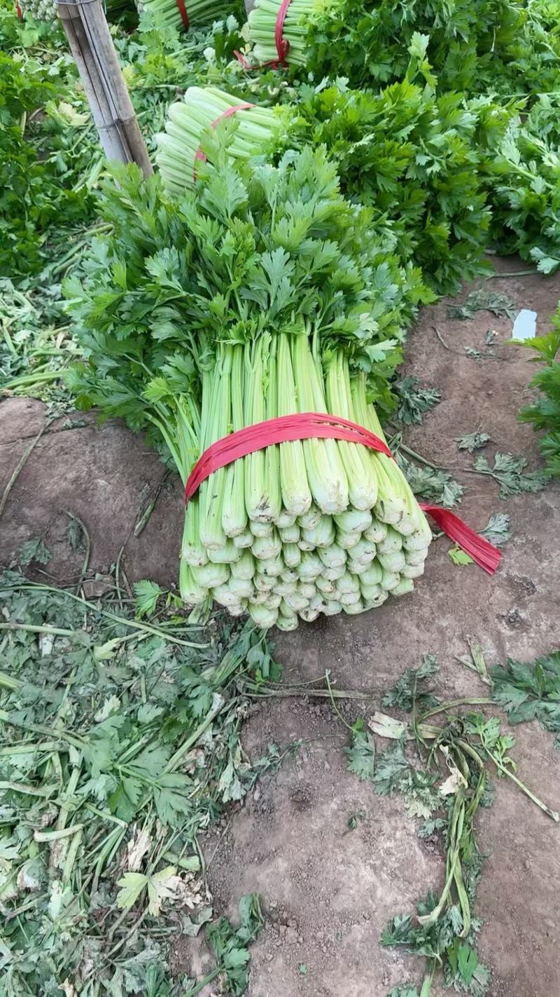 芹菜种植基地