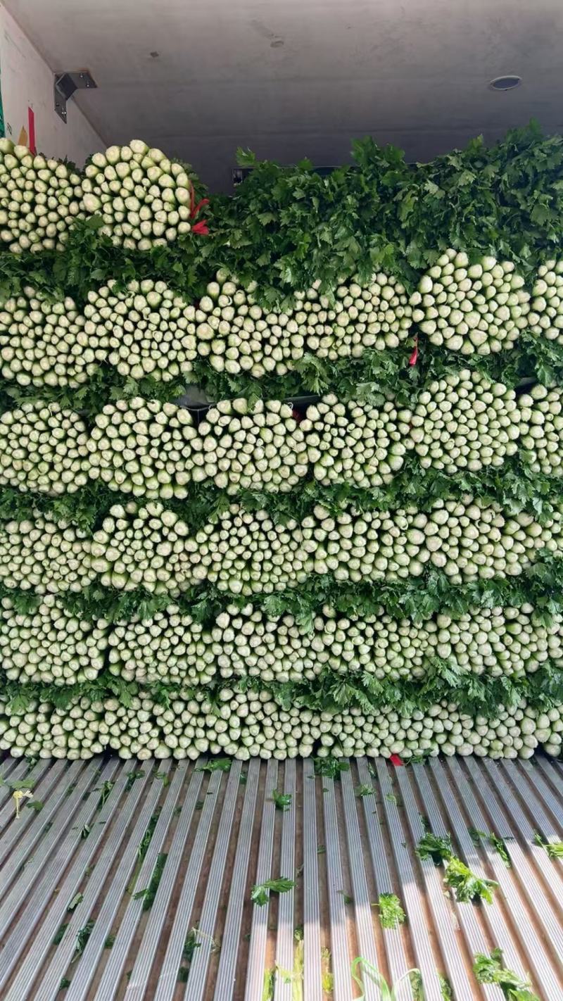 芹菜种植基地
