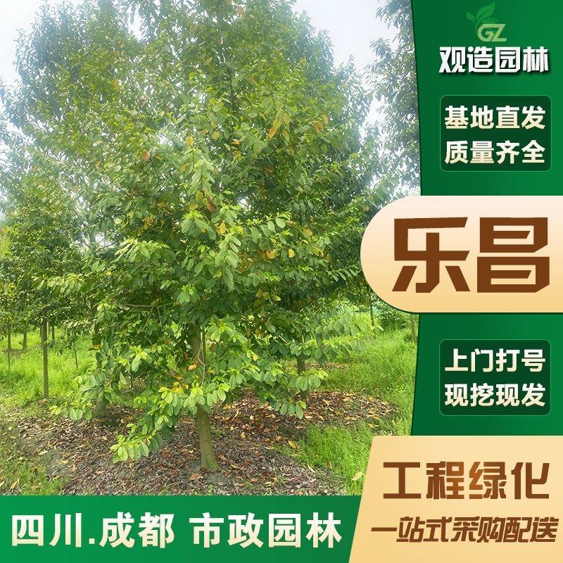 乐昌含笑大小规格齐全工地用苗行道树