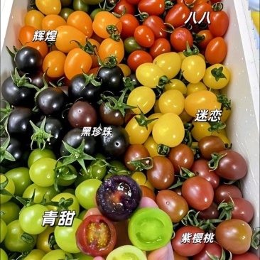 可定制包装彩色小柿子