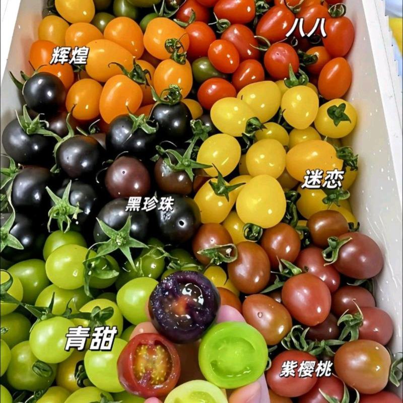可定制包装彩色小柿子