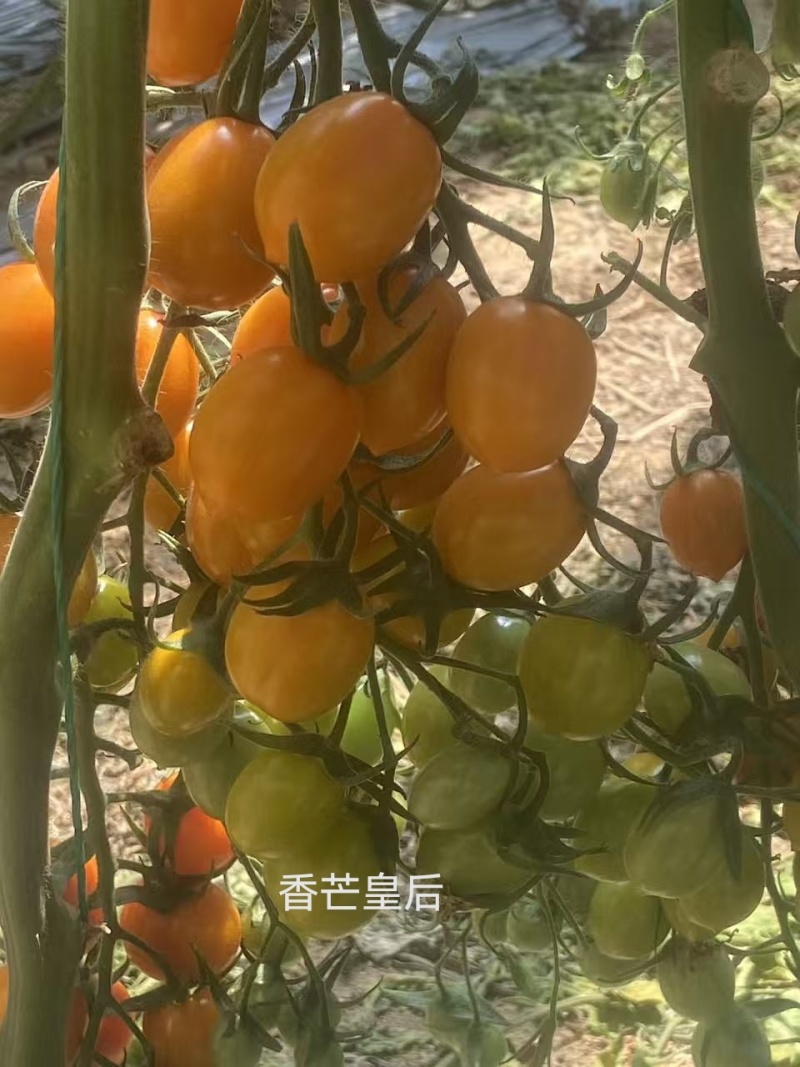 可定制包装彩色小柿子
