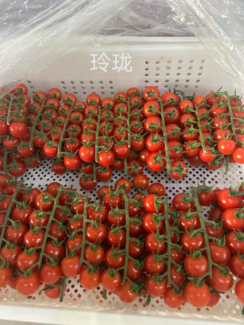 可定制包装彩色小柿子