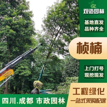 金丝楠木树苗四川庭院绿化大苗小叶桢楠行道景观树