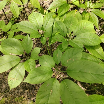 竹节参，三年苗3.2元，两年苗2元，一年苗1元