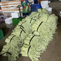 优质长白豆角大量上市💥产地直供有量有货