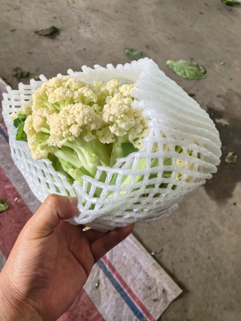河南焦作博爱县蒋村散花基地，大量上市中，价格便宜