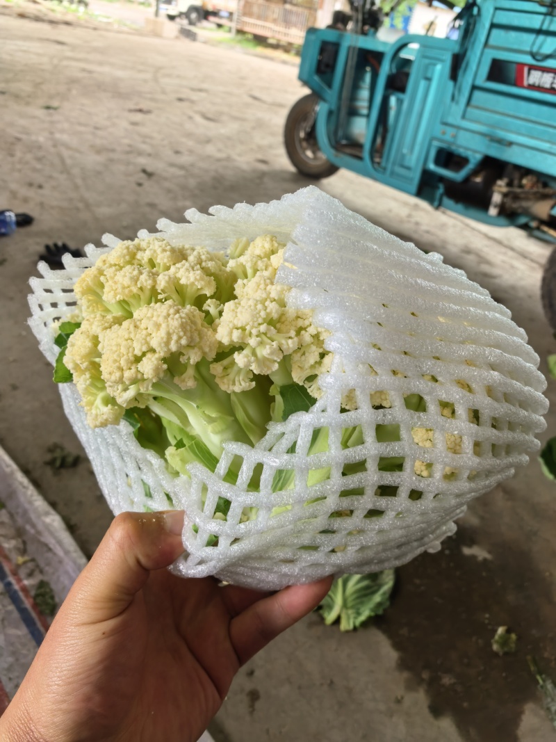 河南焦作博爱县蒋村散花基地，大量上市中，价格便宜