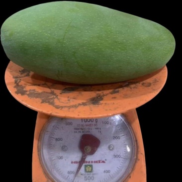 大青芒果品质