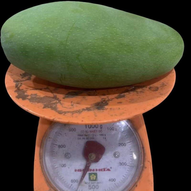 大青芒果品质