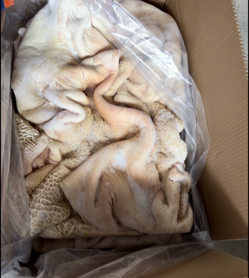 广东汕头新鲜飞牛肚、飞水的、新鲜的、一手货源、货量充足