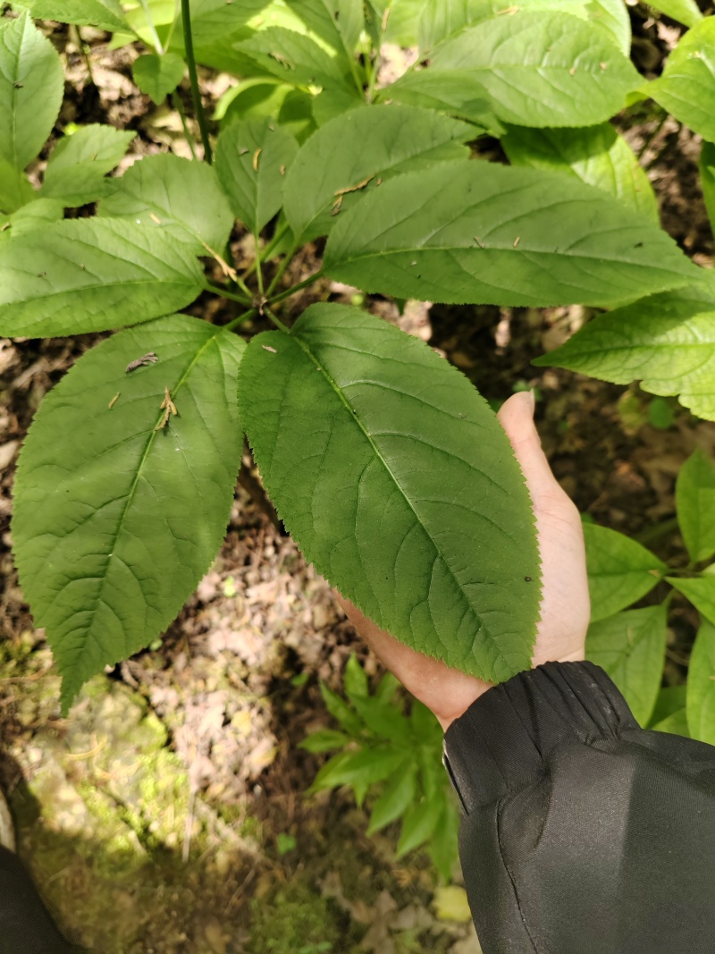 竹节参，三年苗3.2元，两年苗2元，一年苗1元