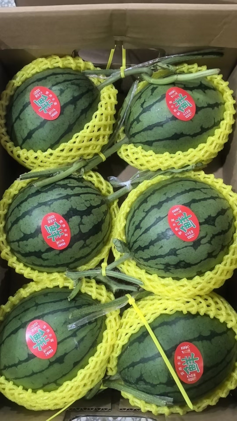 奶油小吊瓜小糖丸西瓜产地直发现摘现卖