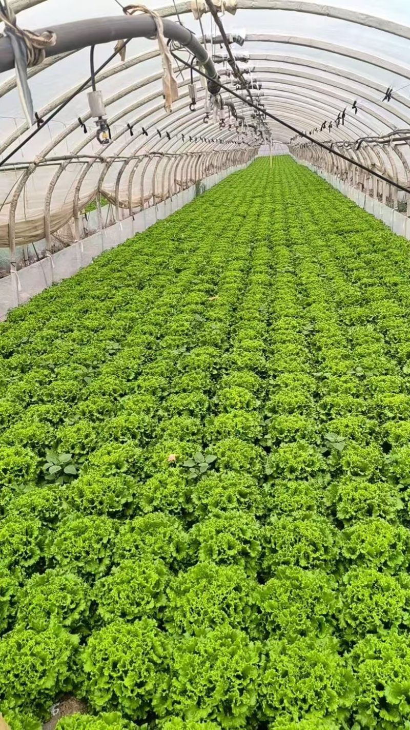鸡窝菜苗/现货直发/支持预定/大量有货/欢迎选购