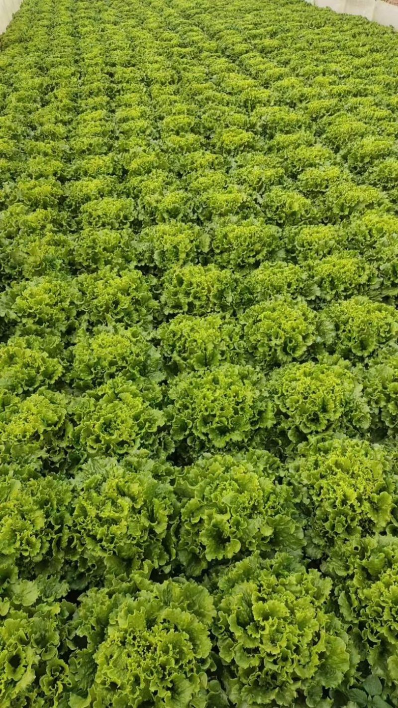 鸡窝菜苗/现货直发/支持预定/大量有货/欢迎选购