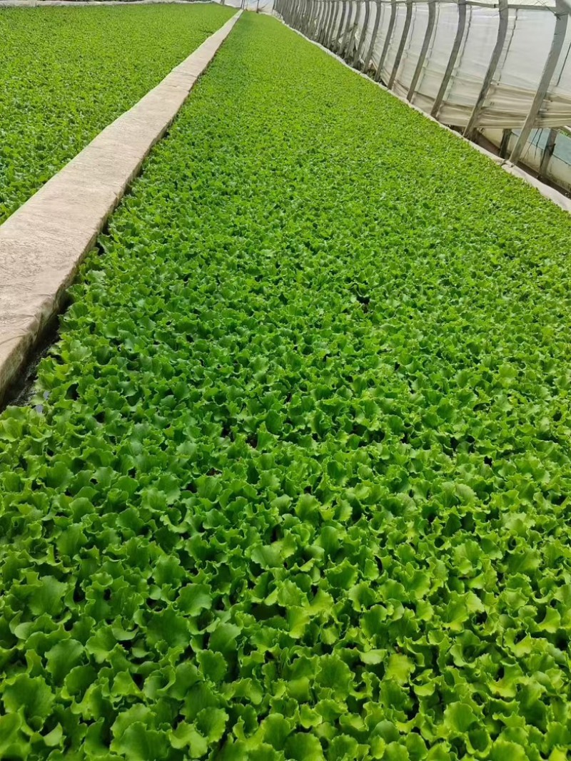 鸡窝菜苗/现货直发/支持预定/大量有货/欢迎选购