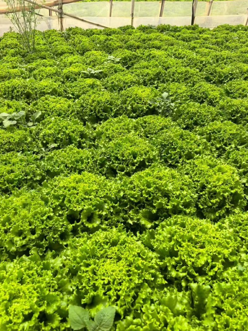 鸡窝菜苗/现货直发/支持预定/大量有货/欢迎选购