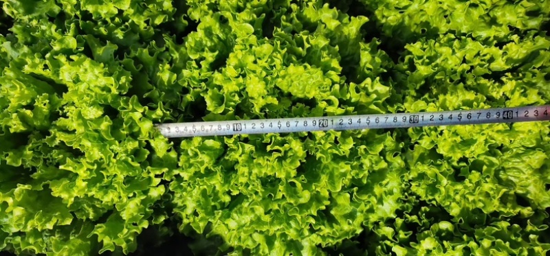 鸡窝菜苗/现货直发/支持预定/大量有货/欢迎选购
