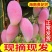 贵妃芒芒果整车批发可发可对接全国客商品质保障