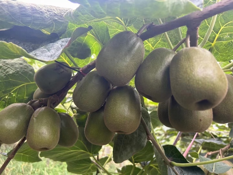 金红一号