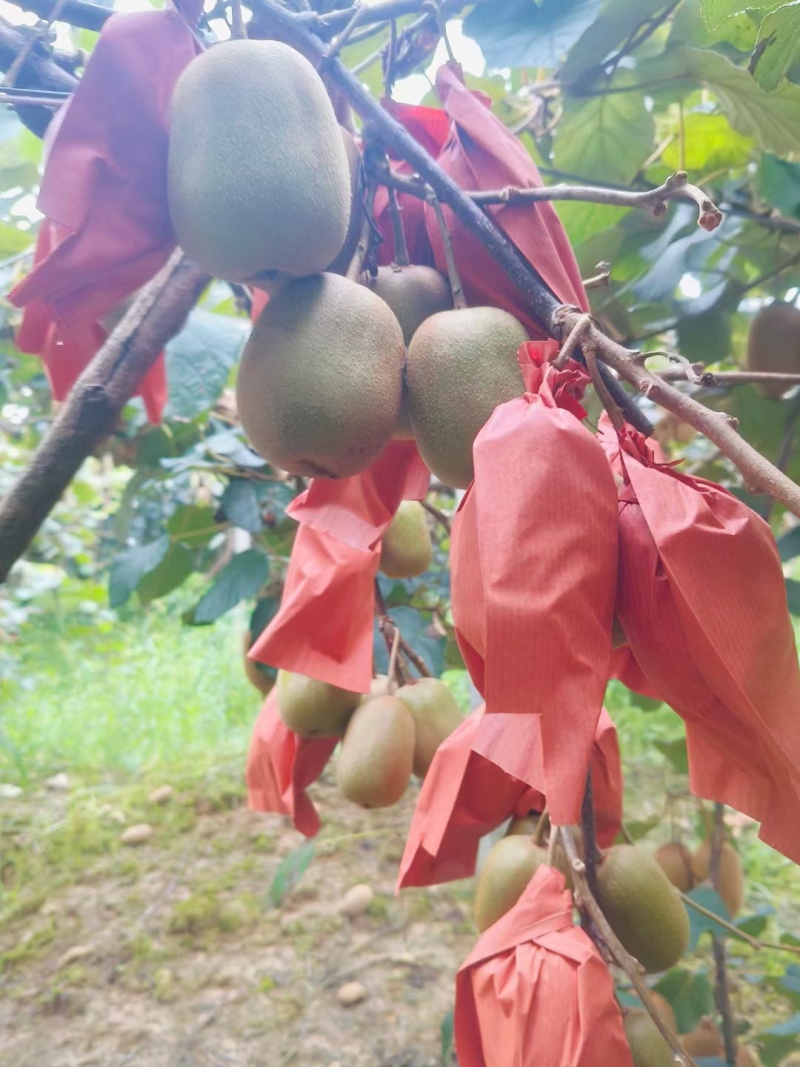 金红一号