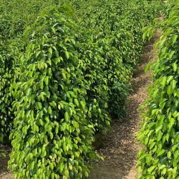 垂叶榕绿化苗垂叶榕自家基地自产自销量大价格优惠