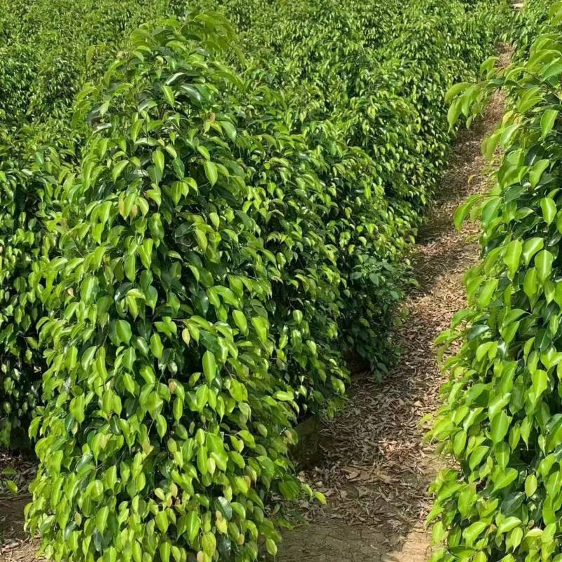 垂叶榕绿化苗垂叶榕自家基地自产自销量大价格优惠