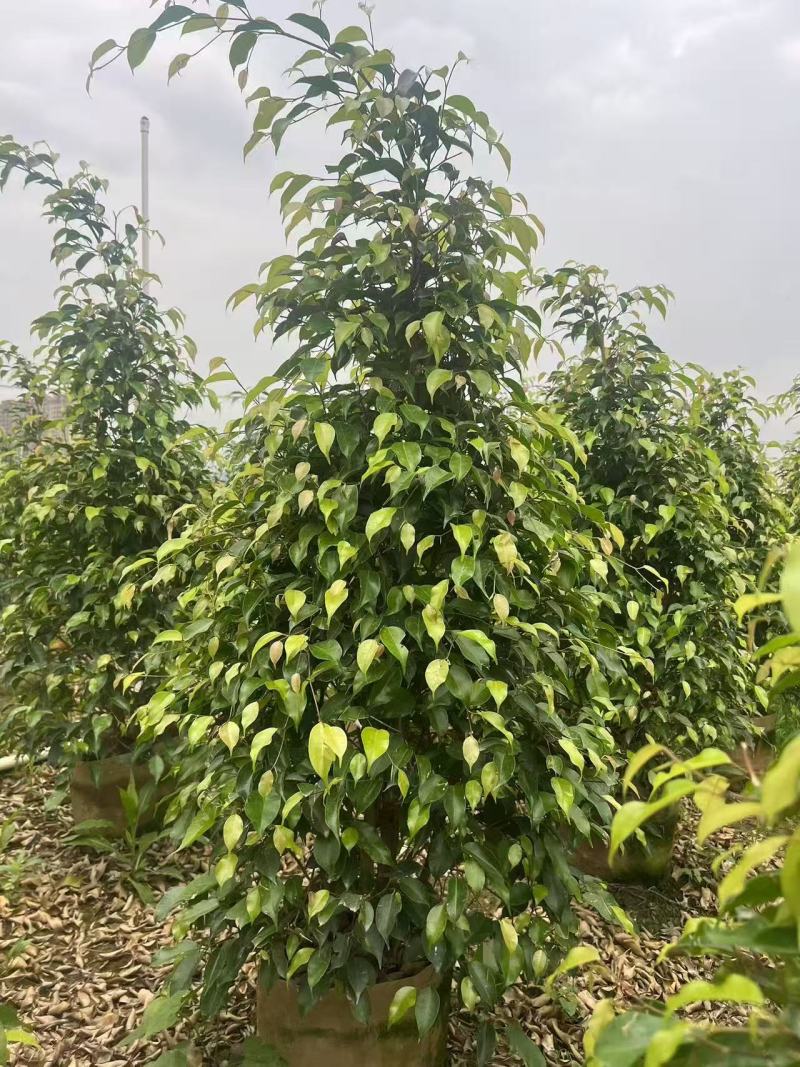 垂叶榕绿化苗垂叶榕自家基地自产自销量大价格优惠