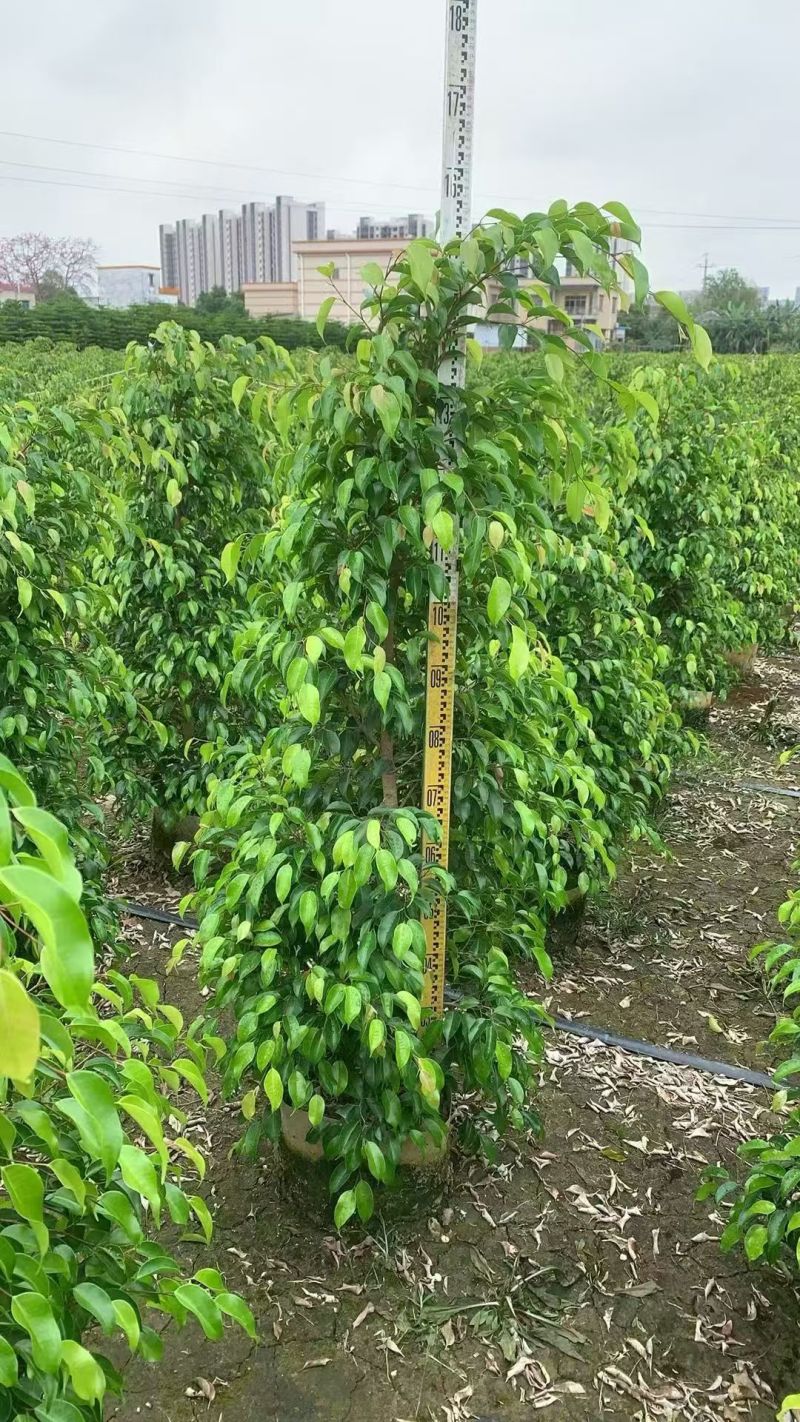垂叶榕绿化苗垂叶榕自家基地自产自销量大价格优惠