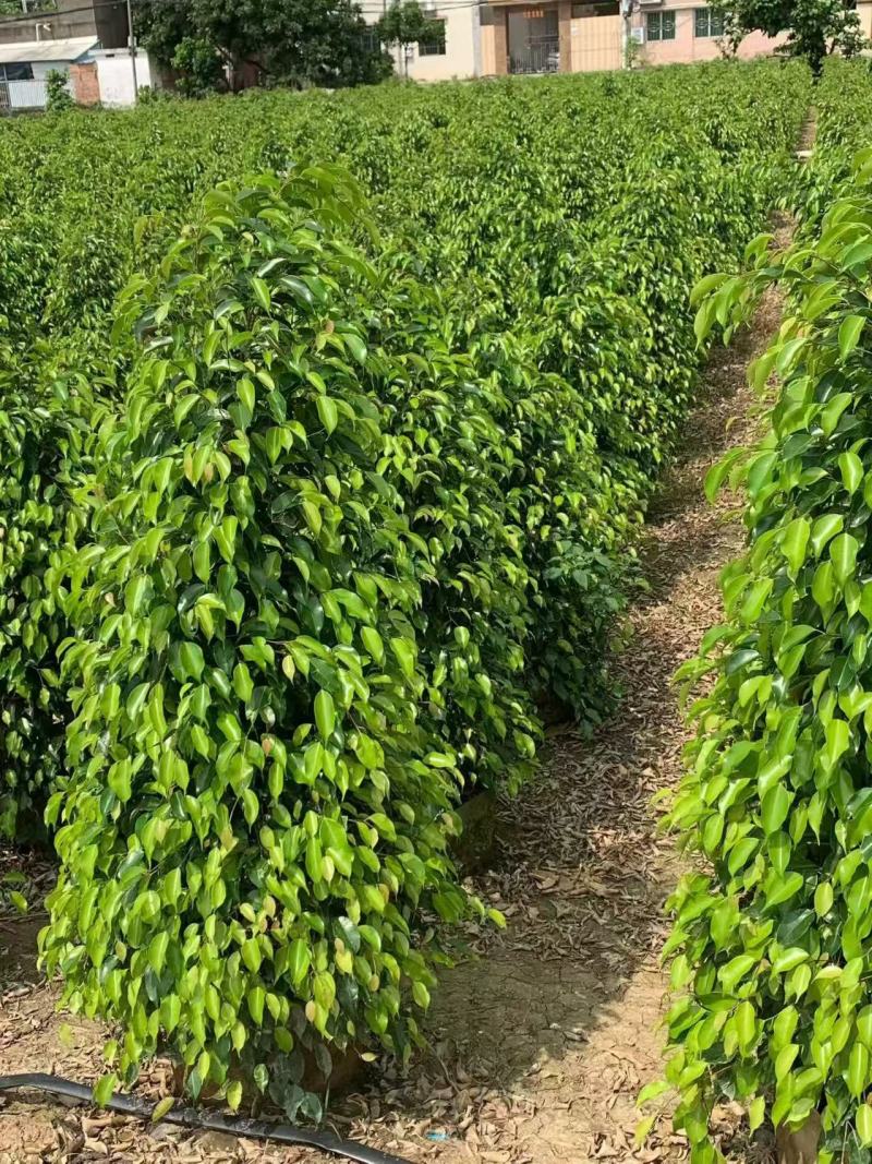 垂叶榕绿化苗垂叶榕自家基地自产自销量大价格优惠