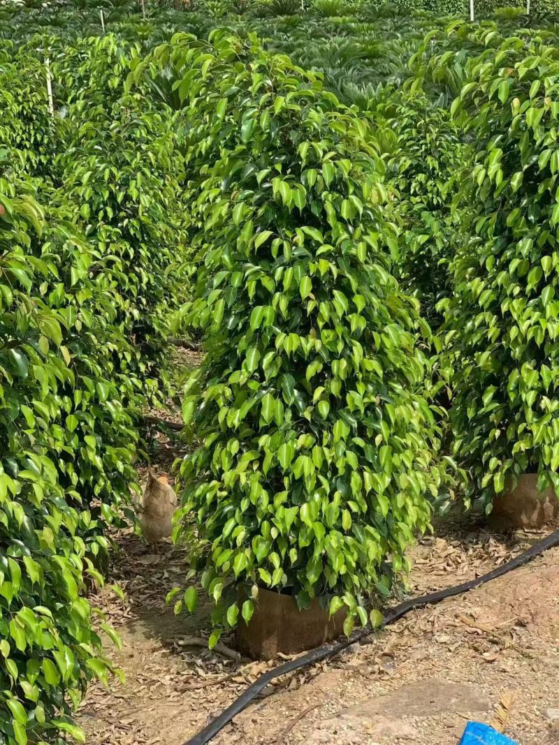 垂叶榕绿化苗垂叶榕自家基地自产自销量大价格优惠